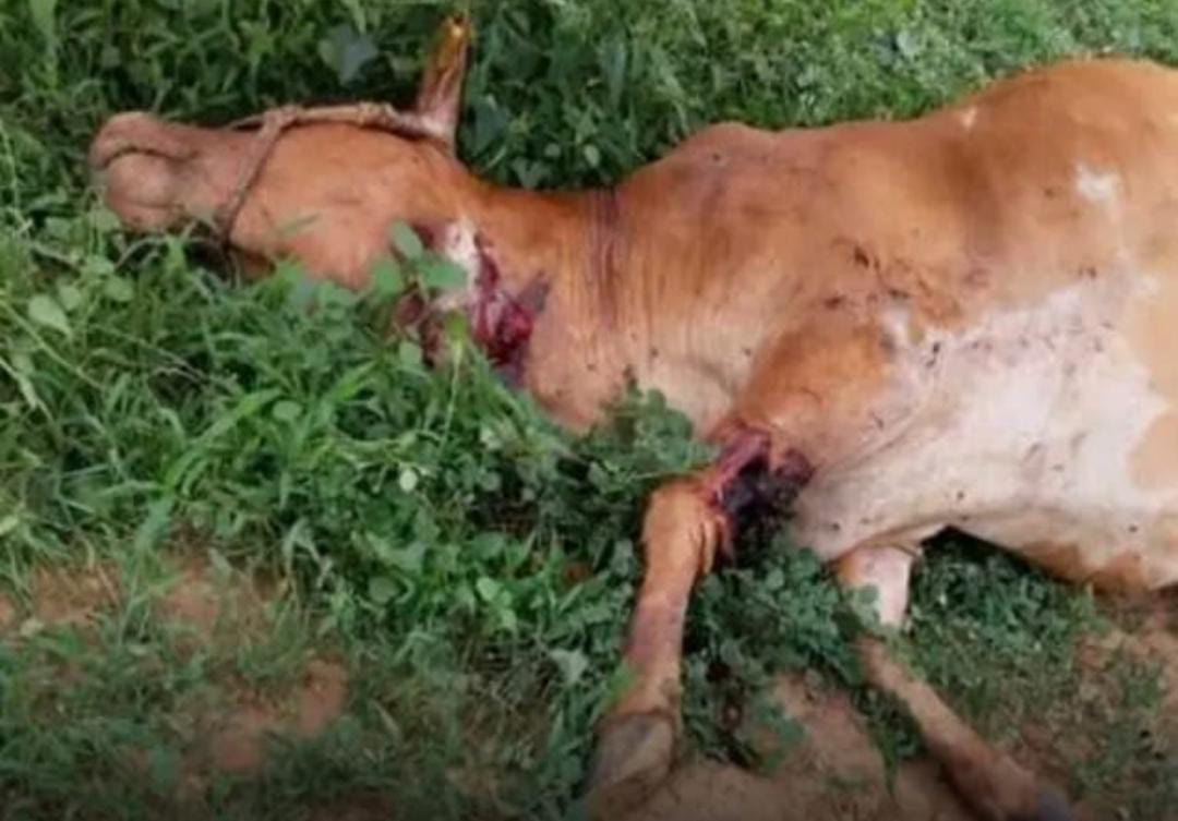ఆవు పై పెద్దపులి  దాడి